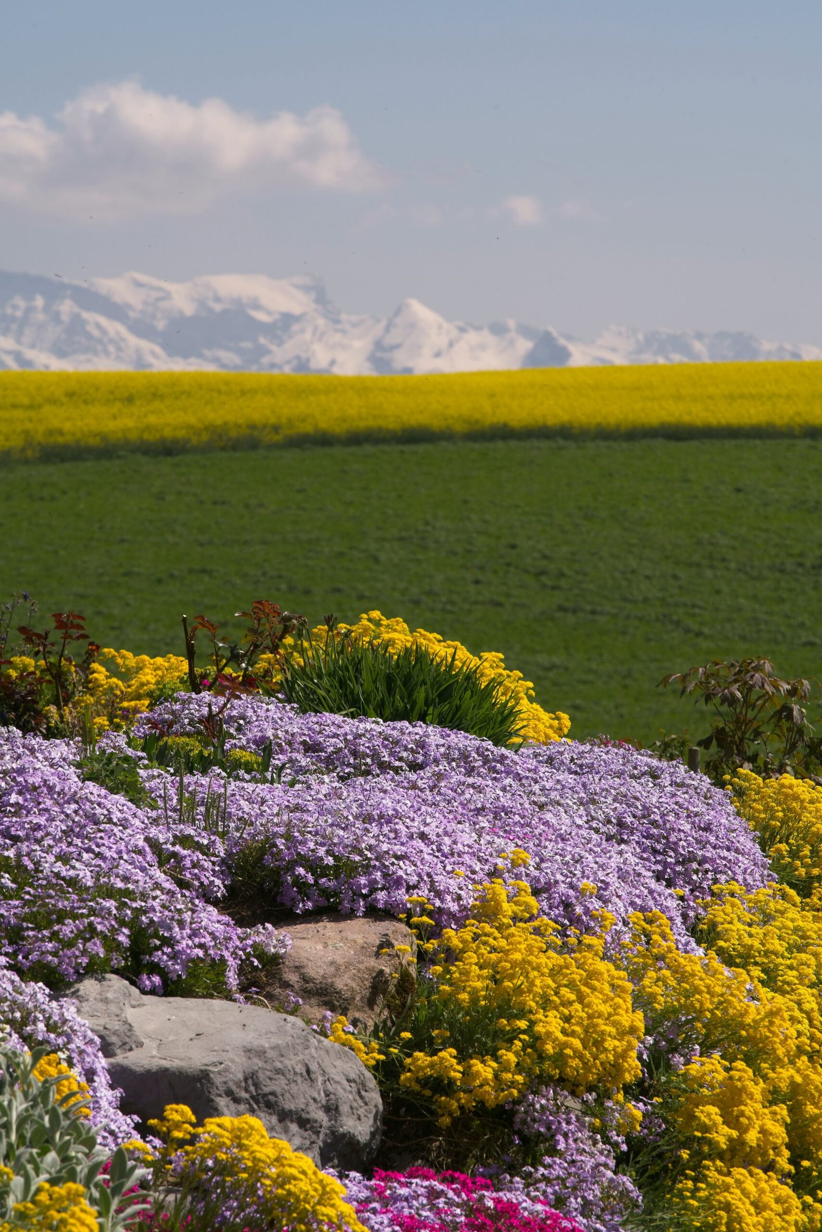 garden of flowers